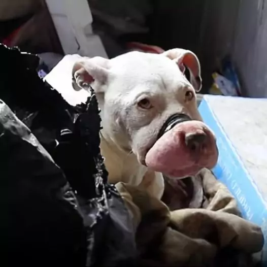 Rescuers were horrified to discover an abandoned dog in a ruined house with its muzzle tied tightly