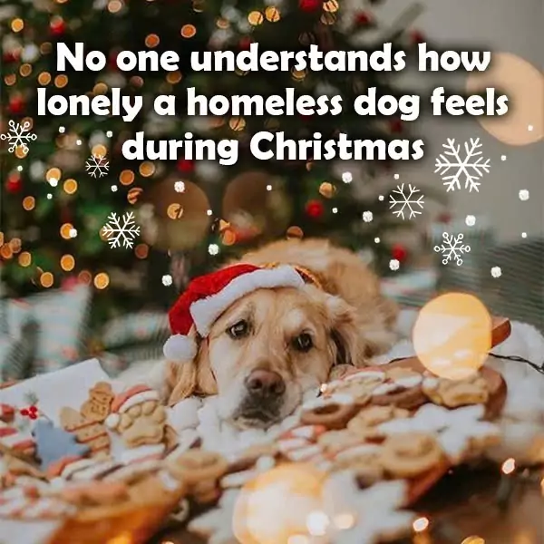 No one understands how lonely a homeless dog feels during Christmas