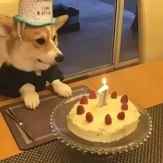 My first birthday, hope everyone will send lots of good wishes