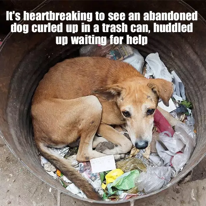 It’s heartbreaking to see an abandoned dog curled up in a trash can, huddled up waiting for help