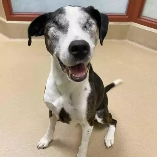 This Blind Dog Was Rejected 10 Times But Now He’s the Happiest Dog Ever