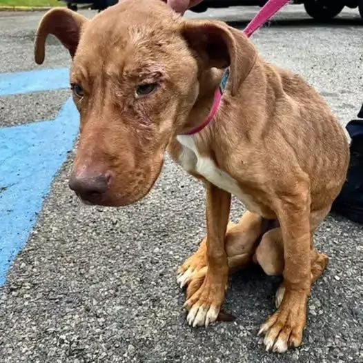 It’s heartbreaking to see a loyal dog waiting for his owner in a house so dilapidated that his body is nothing but skin and bones