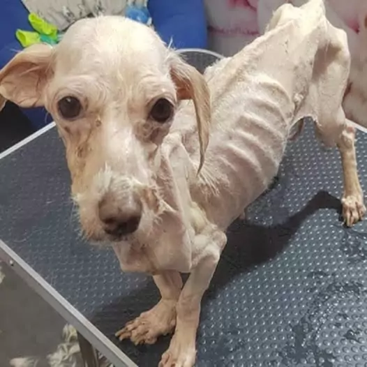 I could never imagine that such a gentle, lovely dog ​​would be tortured by its owner to the point where its body was nothing but skin and bones