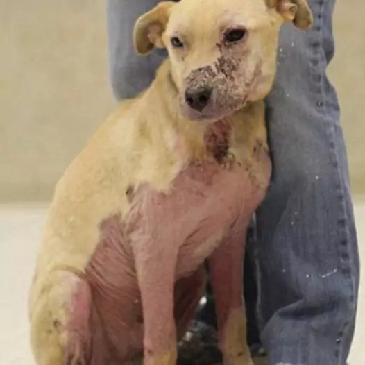 This poor dog clings to people who come to the pet rescue center, expressing his desire for a warm home