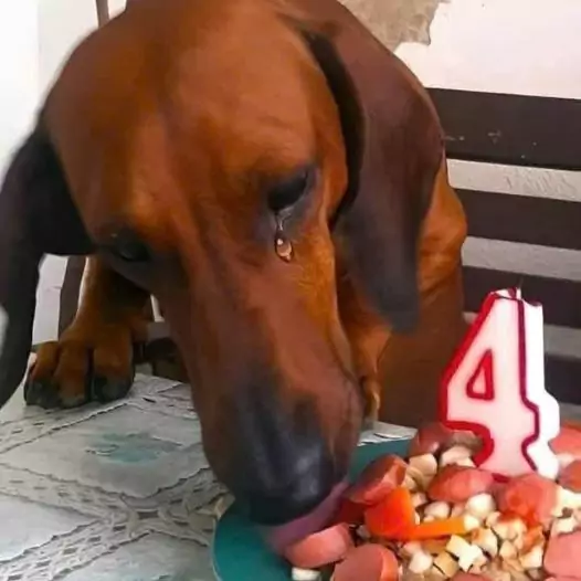 My 4th birthday, the first birthday celebrated in my life after 4 years of wandering on the streets