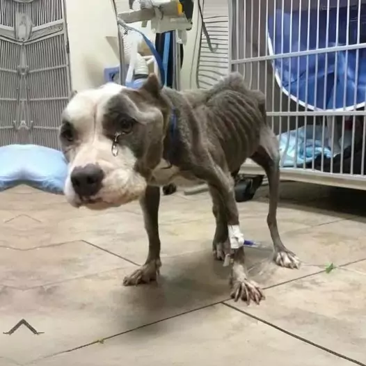 This skinny dog ​​cried a lot because so many people came to the shelter to adopt him but they all ignored him