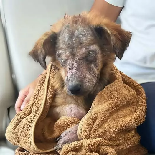 This poor dog was rescued with peeling skin all over his body and blind eyes