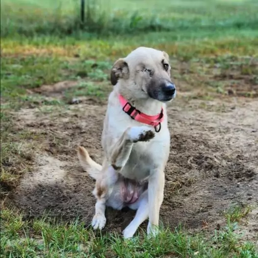 Once abandoned because she was blind, Dora has now become a dog with a life full of joy and happiness