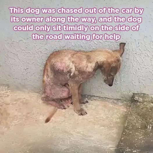 This dog was chased out of the car by its owner along the way, and the dog could only sit timidly on the side of the road waiting for help