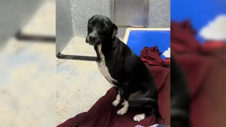 An adorable puppy, who has been returned to shelters four different times, still doesn’t know why people don’t like him