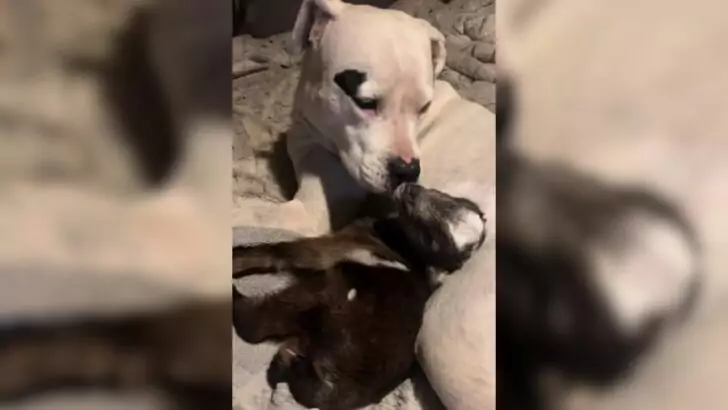 A Deaf Pit Bull Expressed Great Joy Upon Meeting an Orphaned Baby Goat That His Owners Welcomed into Their Arizona Residence