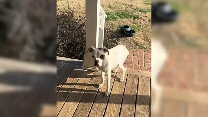 A distressed and undernourished puppy unexpectedly shows up on a couple’s porch, seeking their assistance