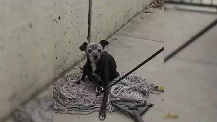 A California rescue team found an abandoned, emaciated dog lying on an old mop and rushed to its rescue