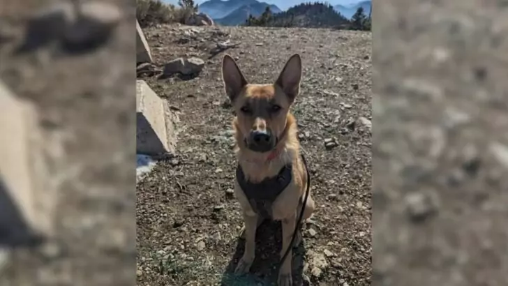 After Losing Her Puppies, This California Dog Mom Determined to Be the Most Extraordinary Stepmom She Could Be