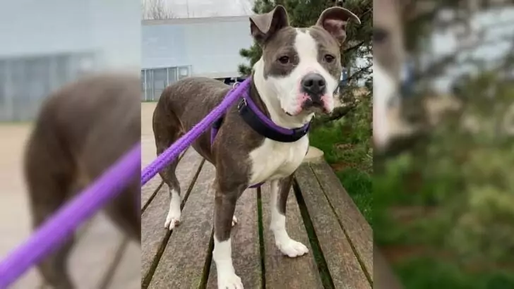 Iowa Dog Commemorates Her 420-Day Stay in Shelter by Finding Her Ideal Forever Home