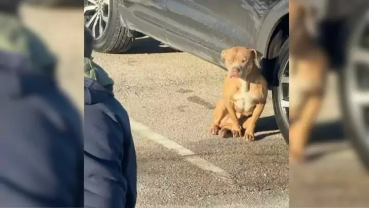 Rescuers were astonished to discover this puppy shivering in a parking lot, prompting them to come to his aid