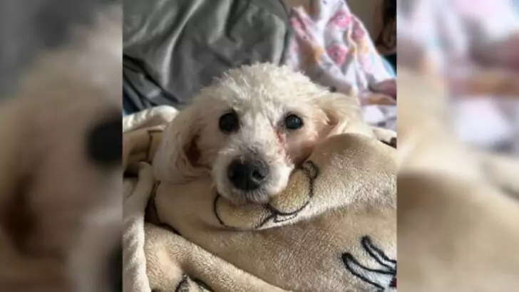 A Deaf Poodle, subjected to mistreatment and utilized solely for breeding purposes, was on the euthanasia list until rescuers intervened