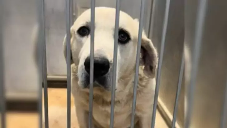 Shelter Personnel Devastated as Their ‘Adorable Deaf Dog’ Remains Unnoticed for Two Years.