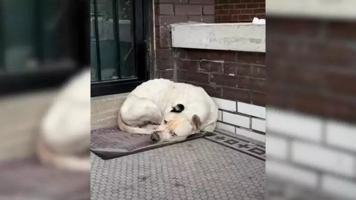 Rescue Teams from Missouri Respond to Urgent Call, Hurrying to Assist a Dog Trapped on a Freezing Porch