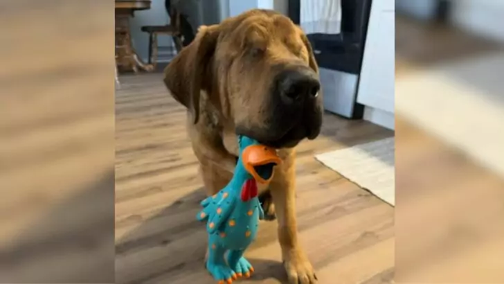 A man who initially opposed the idea of having a blind dog has now become inseparable from his canine companion, refusing to leave its side for even a moment