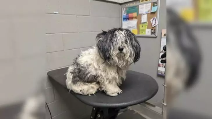 A Severely Matted Dog Experienced a Transformative Makeover, Allowing It to Enjoy a Wonderful Life