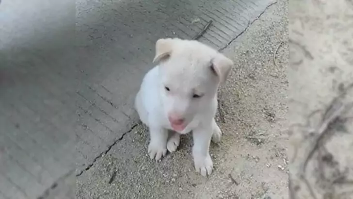 A man was crossing the mountain roads when he saw an abandoned dog in the middle of the road