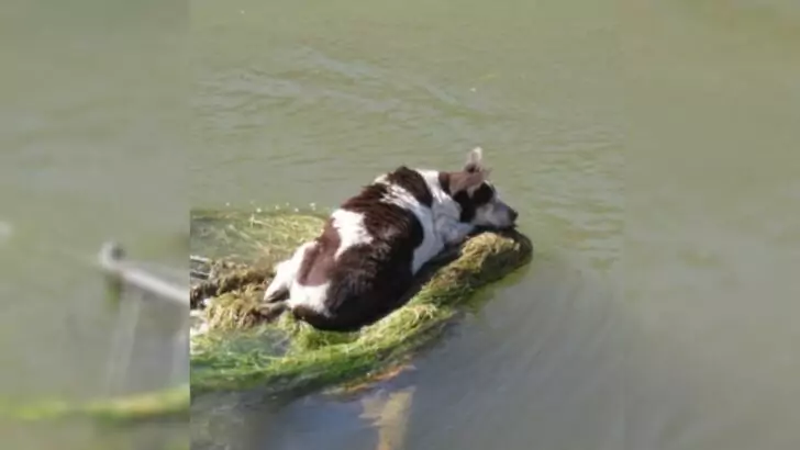 A bystander was taken aback upon discovering that a dog was trapped in a shopping cart within the canal, prompting an immediate response from them