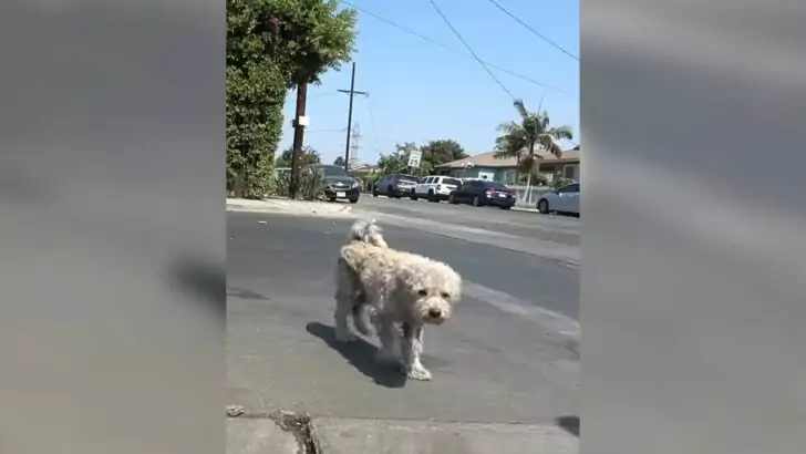 Sweet dogs resided on the street for several weeks, but eventually, their fortune took a positive turn