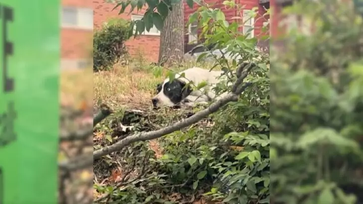 An Injured Dog, Overcome with Fear, Hesitated to Seek Assistance Until He Encountered His Remarkable Rescuer