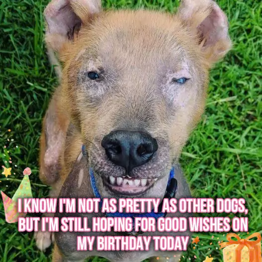 I know I’m not as pretty as other dogs, but I’m still hoping for good wishes on my birthday today