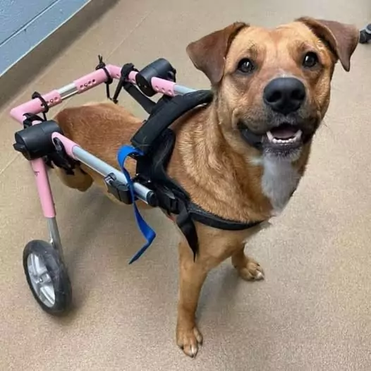 I was abandoned as a disabled dog, but now I have found my own happy home, hope everyone can give me some love