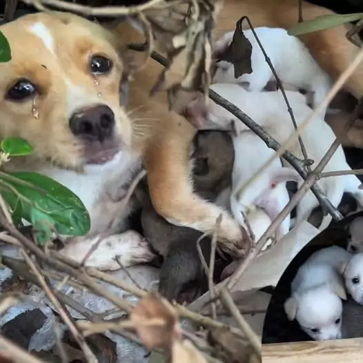 It was heartbreaking to find this homeless mother dog crying profusely as she begged for help for her puppies