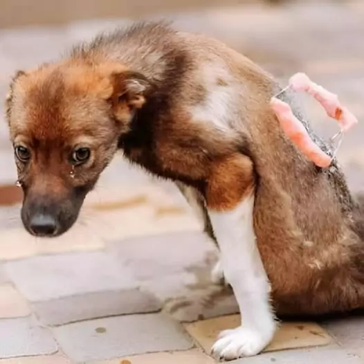 This disabled dog was cruelly abandoned by its owner and became an unfortunate homeless dog