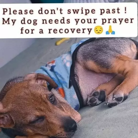 My dog ​​may not live much longer, he really needs everyone’s prayers