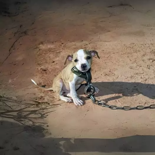 It was heartbreaking to find this puppy abandoned by its owner and chained behind an abandoned house