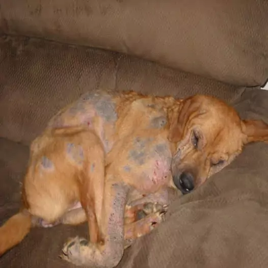 I rescued this dog when I saw it was in a state of exhaustion with severely damaged skin, it was really heartbreaking