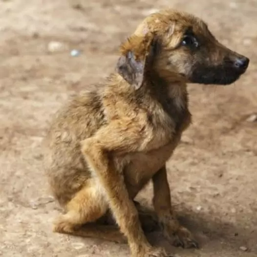 This dog was cruelly abandoned and cried a lot to beg for help from passersby, but no one cared about the presence of this suffering dog