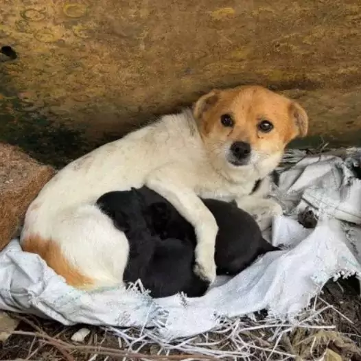 Heartbreaking to find this mother dog and her puppies abandoned in an abandoned building