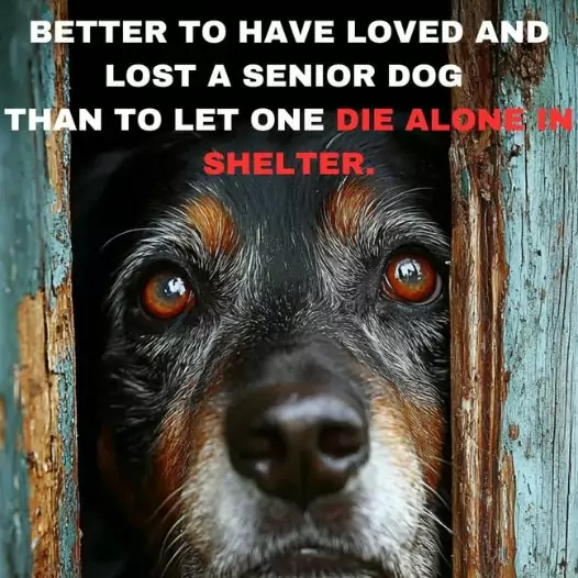 It would be better if we loved and adopted an old dog instead of letting it die in a cold shelter