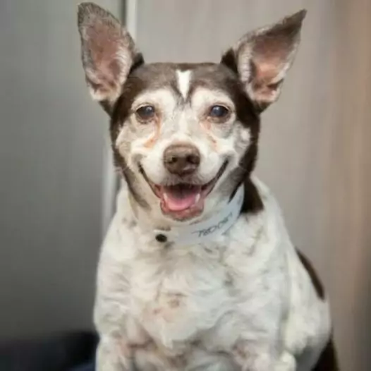 This dog has been at the rescue camp for 6 years since he was abandoned at the gate of the camp, but everyone is puzzled as to why anyone would abandon such a cute dog