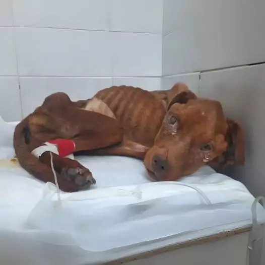 Since being brought to the shelter by his parents, this dog has only cried and refused to eat to the point where his body is nothing but skin and bones