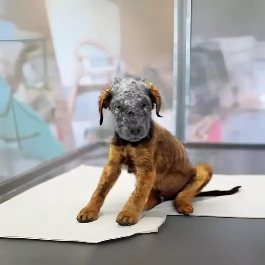 This puppy was originally scheduled to be euthanized because of a serious skin disease, but a kind person rescued him and took him to the hospital for treatment