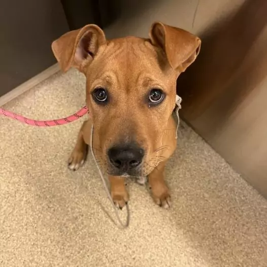 This puppy was brought to the shelter by his parents today simply because they had to move and couldn’t take him with them