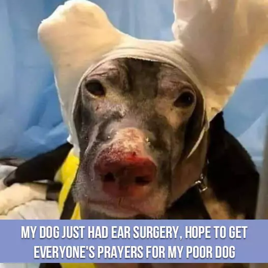 My dog ​​just had ear surgery, hope to get everyone’s prayers for my poor dog