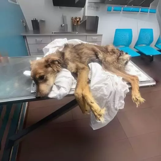 This dog was rescued in a state of cruel abandonment, reduced to skin and bones