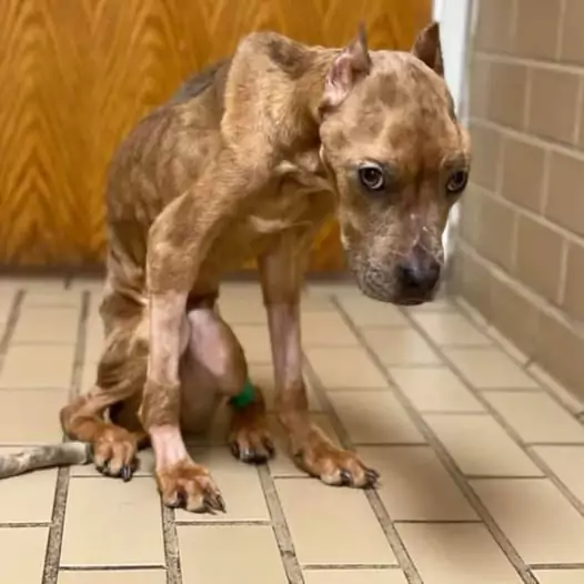 This dog was brought to the shelter by his parents a month ago, but he won’t eat or drink anything