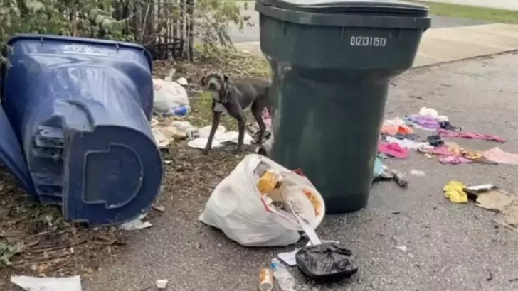 A Missouri bystander was taken aback upon finding a dog that had been resting on a heap of garbage for several days