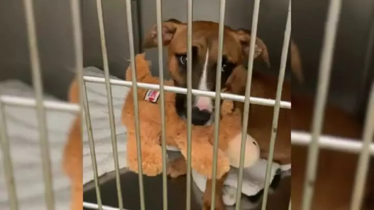 A Cherished Dog Returns to an Illinois Shelter After Just One Month Due to a Heart-Wrenching Circumstance