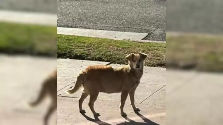 A pregnant dog, overwhelmed by fear and hesitant to seek assistance, wandered the streets of California; however, an extraordinary event soon unfolded