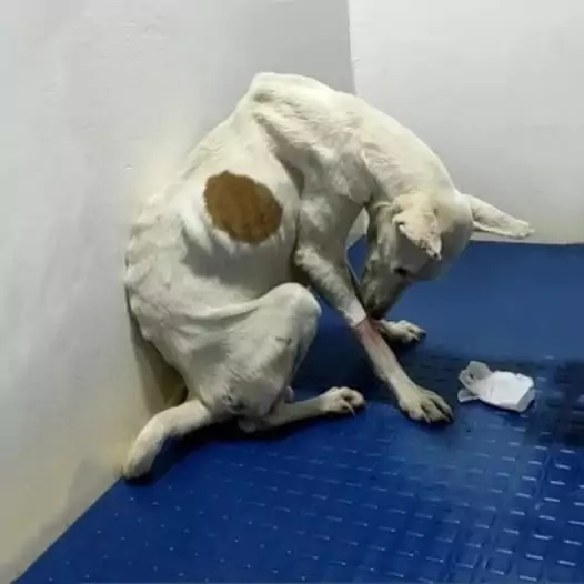 This dog was dumped at the door of a shelter with a badly injured leg